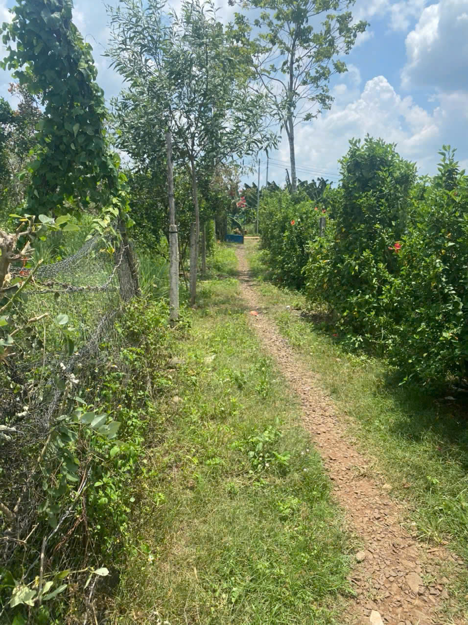 %%CHÍNH CHỦ CẦN BÁN 1 MẪU 1 ĐẤT Ở ẤP 1 - XÃ SÔNG NHẠN - HUYỆN CẨM MỸ - ĐỒNG NAI.