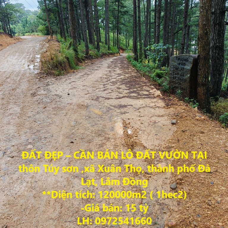 ĐẤT ĐẸP – CẦN BÁN LÔ ĐẤT VƯỜN TẠI thôn Túy sơn ,xã Xuân Thọ, thành phố Đà Lạt, Lâm Đồng