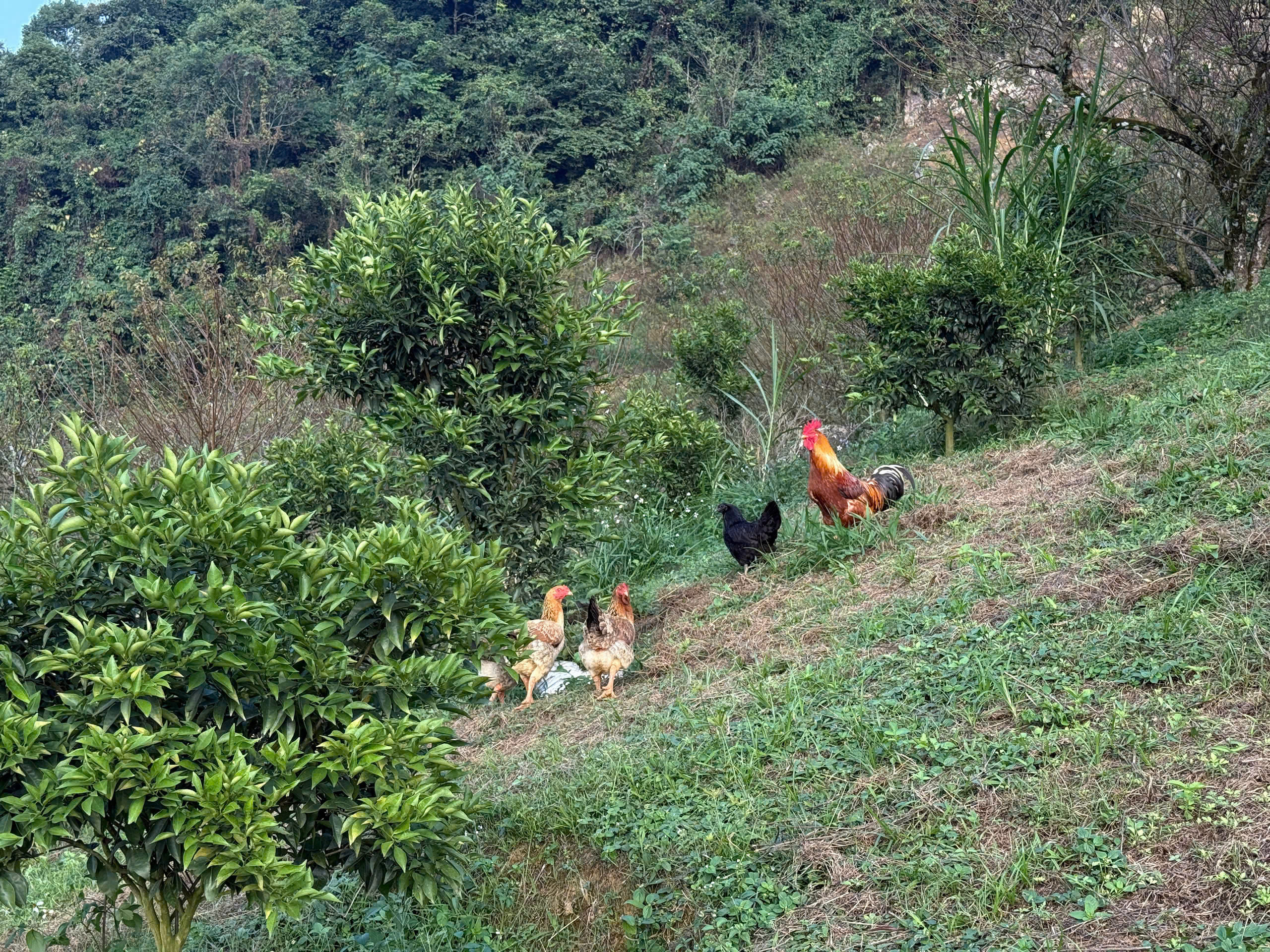 Chỉ 1 tỷ sở hữu ngay đất nền thổ cư tại thị trấn nông trường Mộc Châu Sơn La