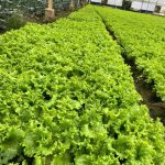  550000m2 - 5