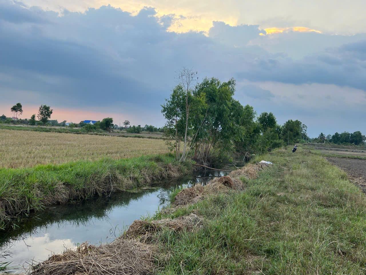 CHÍNH CHỦ Cần Bán 1000m2 Đất Lúa Tại Xã Mỹ Thạnh Tây, Đức Huệ, Long An