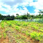  1290m2 - 1