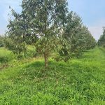  3600m2 - 5