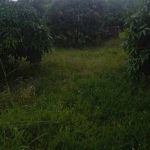 5000m2 - 6