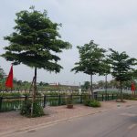 50m2