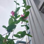  62m2 - 5