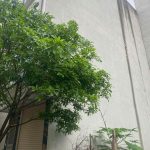  50m2 - 1