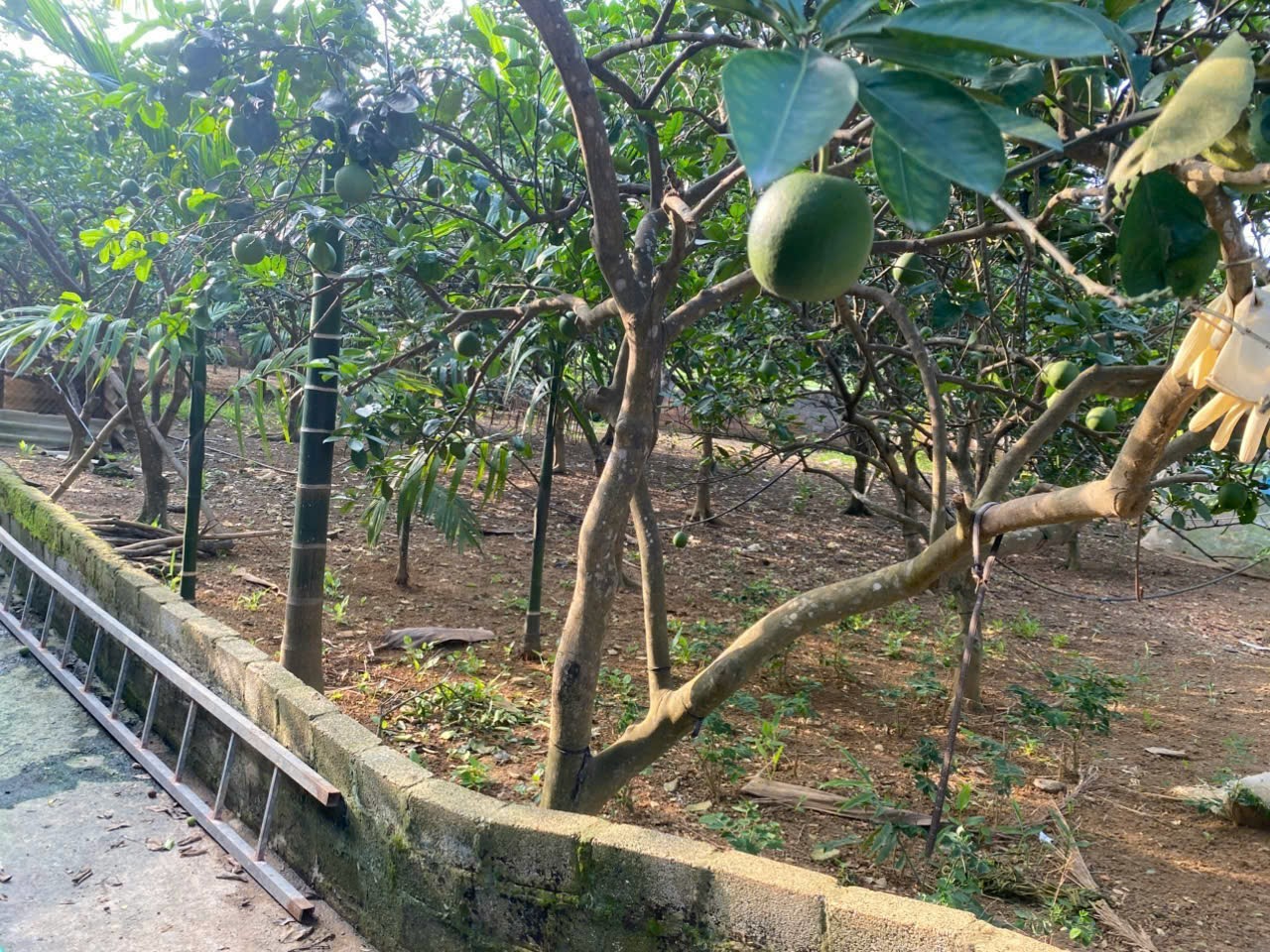 LÔ ĐẤT VỊ TRÍ ĐẸP- GIÁ ĐẦU TƯ CHÍNH CHỦ CẦN BÁN NHANH lô đất tại huyện Chương My, TP Hà Nội