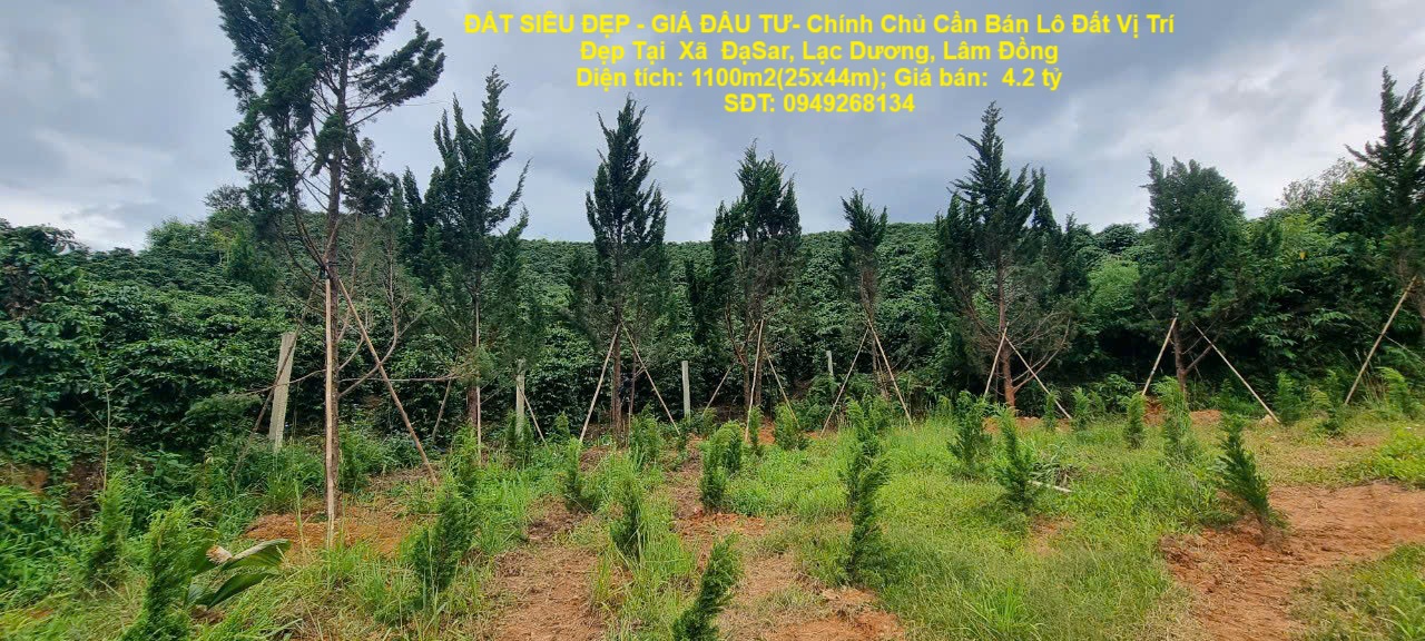 ĐẤT SIÊU ĐẸP - GIÁ ĐẦU TƯ- Chính Chủ Cần Bán Lô Đất Vị Trí Đẹp Tại Xã ĐạSar, Lạc Dương, Lâm Đồng