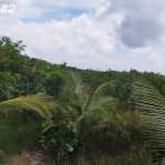  44000m2 - 1