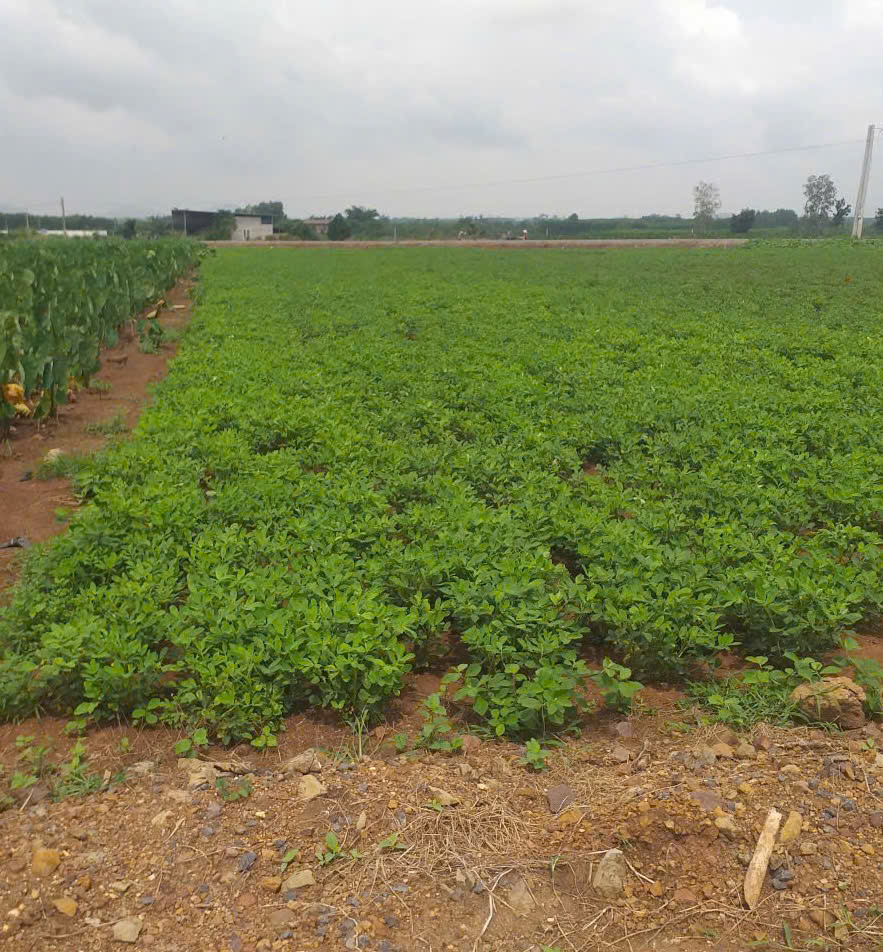 SIÊU PHẨM! ĐẤT ĐẸP - GIÁ Yêu Thương - CHỦ Cần Bán Nhanh