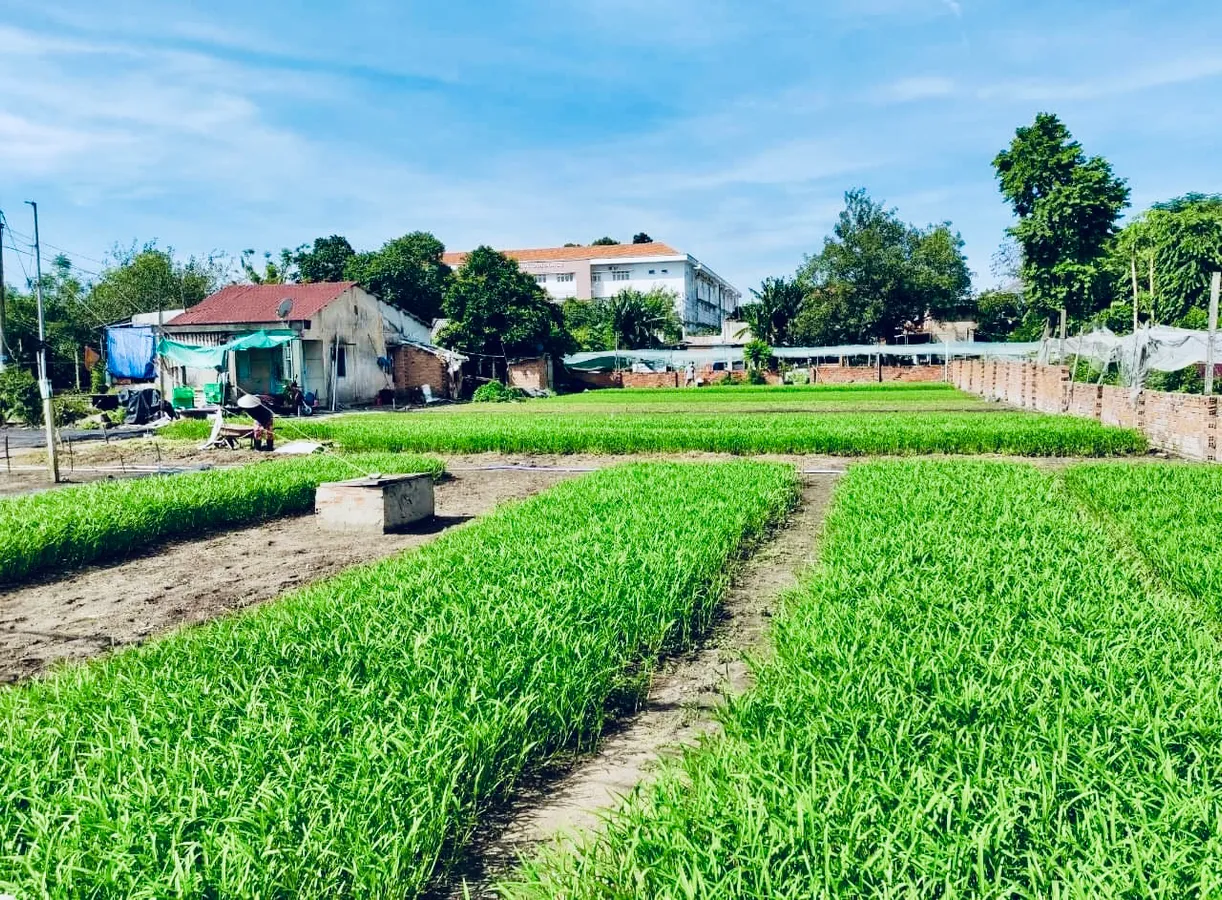 BÁN ĐẤT TRỊNH THỊ MIẾNG HÓC MÔN - NỞ HẬU 35M - GIÁ 15 tỷ