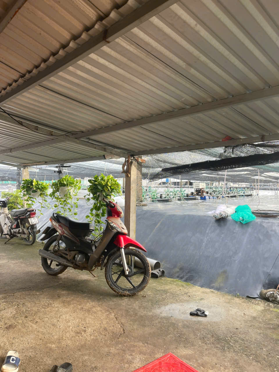 CHÍNH CHỦ CẦN BÁN GẤP 8 AO NUÔI TÔM TẠI XÃ VĨNH TRẠCH ĐÔNG - TP.BẠC LIÊU - TỈNH BẠC LIÊU.