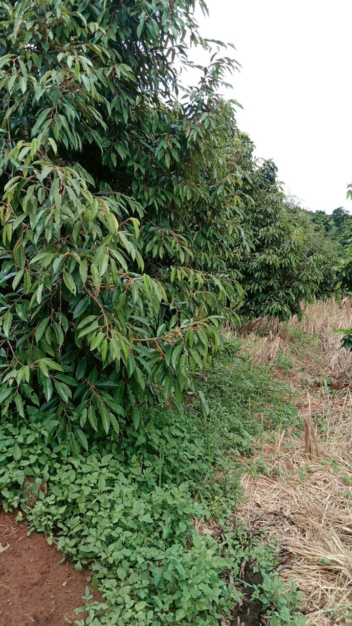 ĐẤT ĐẸP – GIÁ ĐẦU TƯ - CẦN BÁN LÔ ĐẤT RẪY SẦU TẠI Tại thôn Quảng Bình, xã Kiến Đức, Đăk Nông