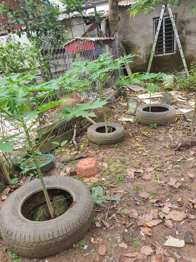 Bán Đất Phú Diễn. Bắc Từ Liêm. Lô Góc. Ô Tô. DT 62m2. MT 6m. Giá 9,88 Tỷ.