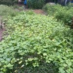 50m2 - 1
