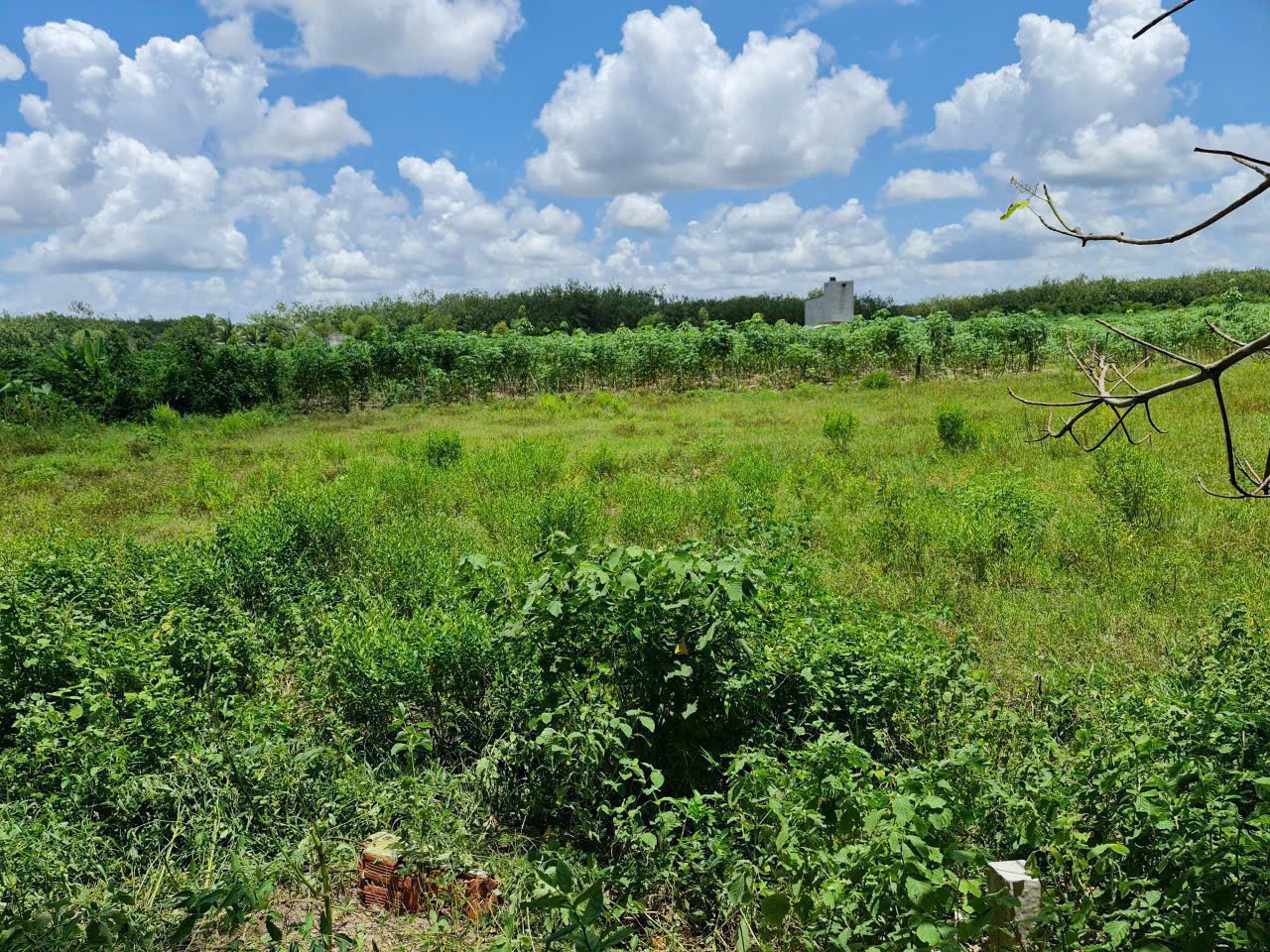 CHÍNH CHỦ Cần Bán Nhanh Lô Đất Vị Trí Đẹp Tại Xã An Cơ, Huyện Châu Thành, Tỉnh Tây Ninh