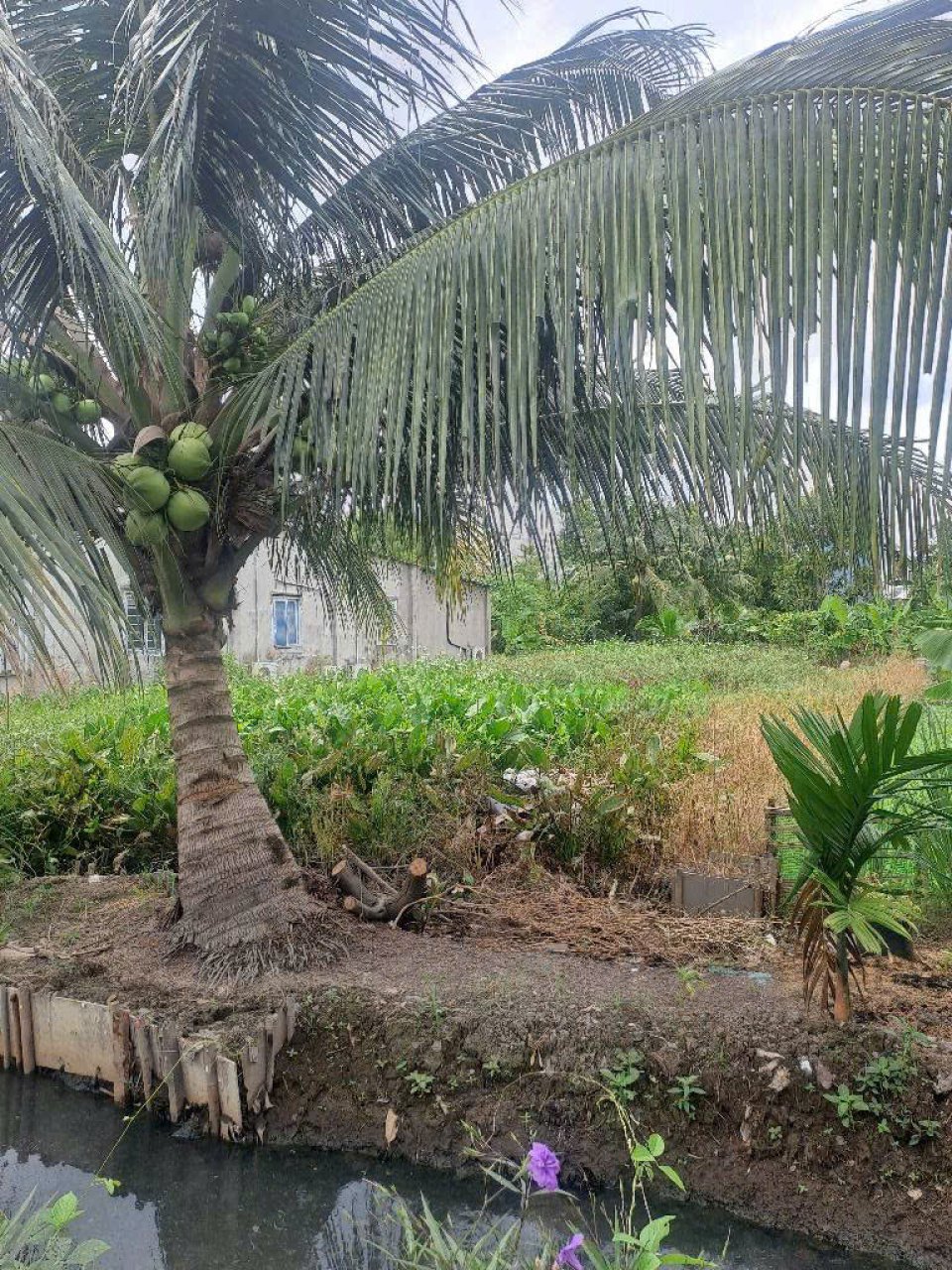 Đất Vuông SHR HXH 201m2 – Thạnh Xuân 33 Quận 12 SS