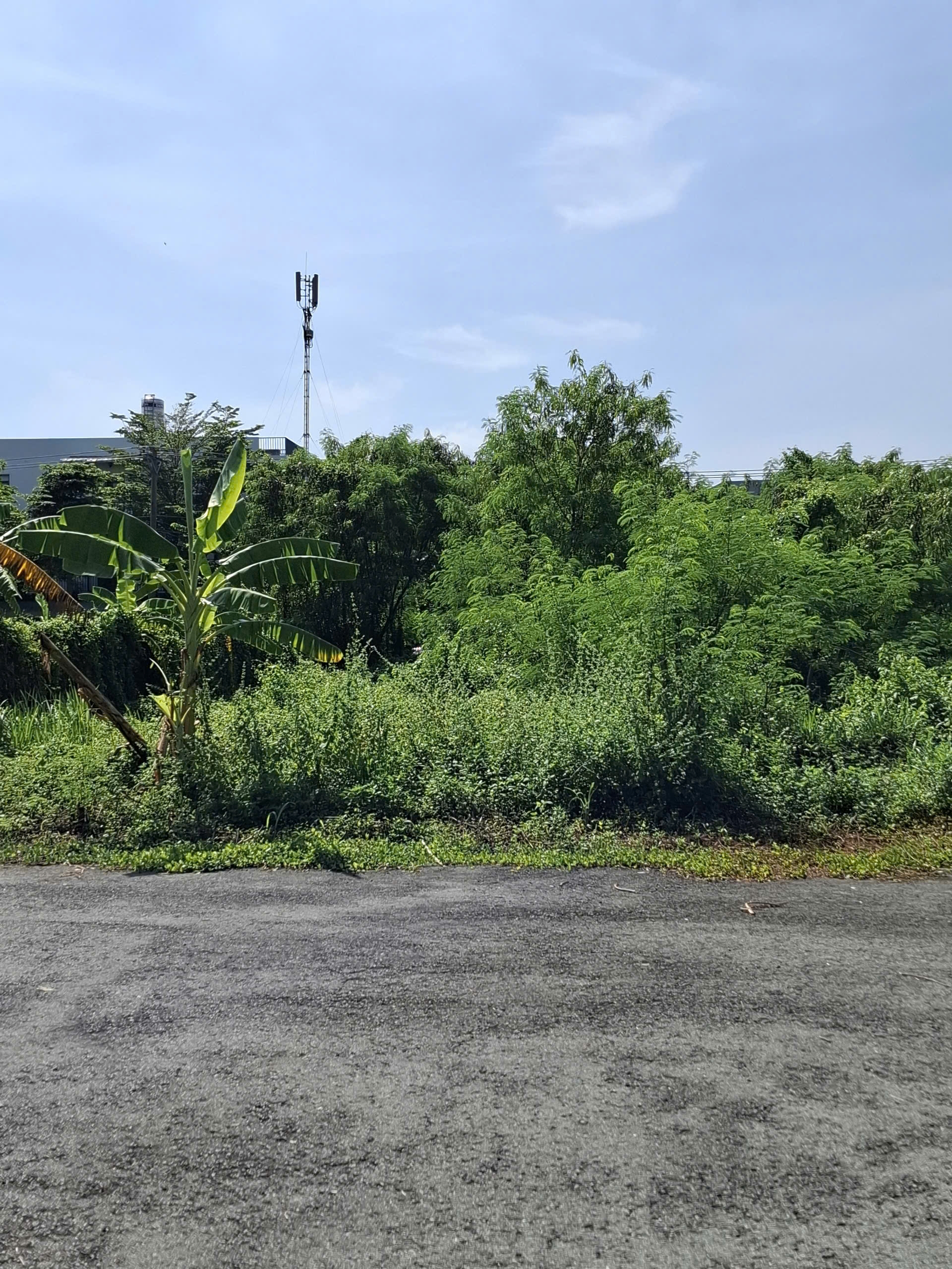 Bán đất đường D4 phường Phú Hữu Quận 9 giá 26,4 tỷ