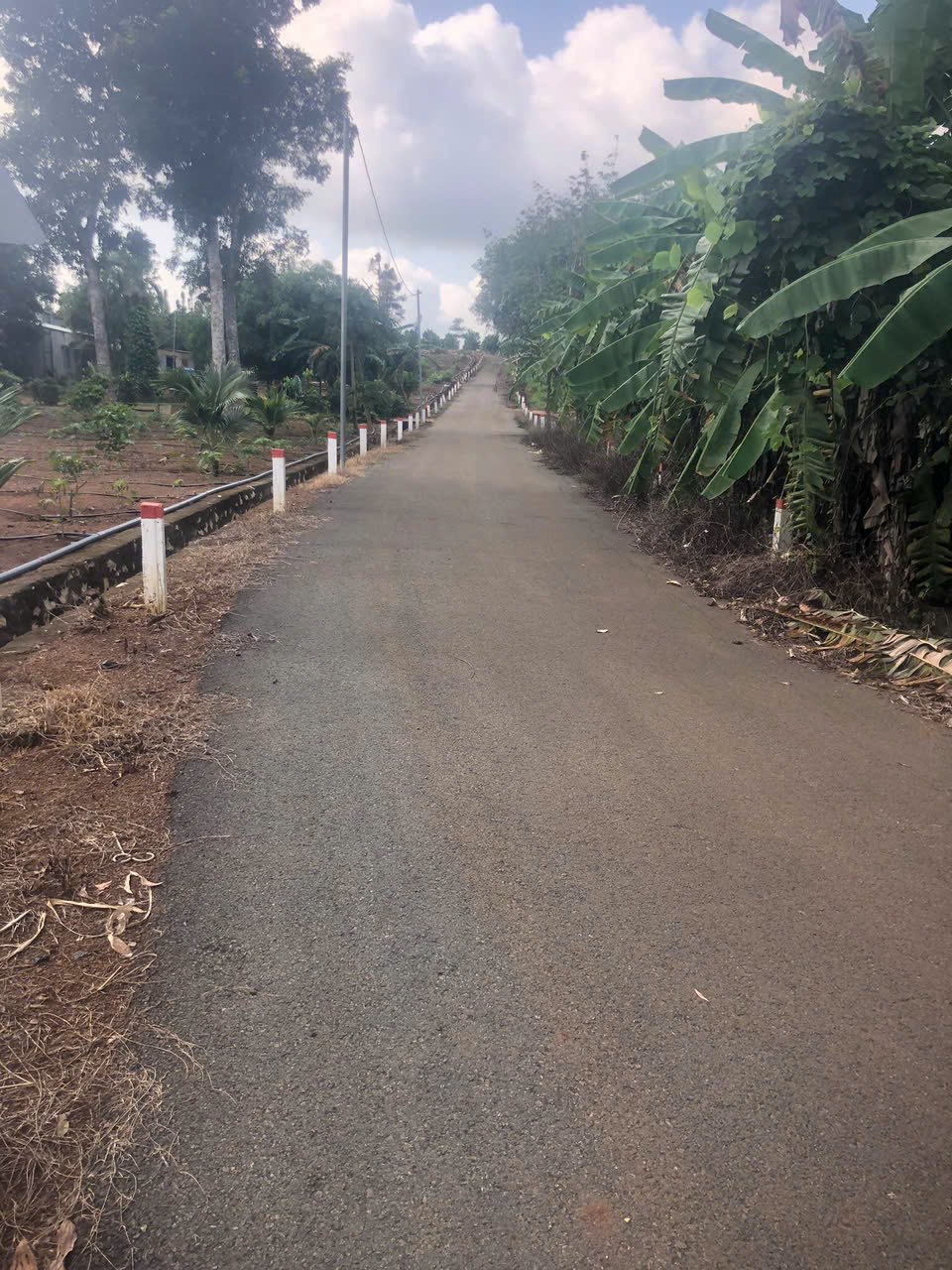 Chủ bán 1000mv mt nhựa láng lớn phủ hồng 300mv