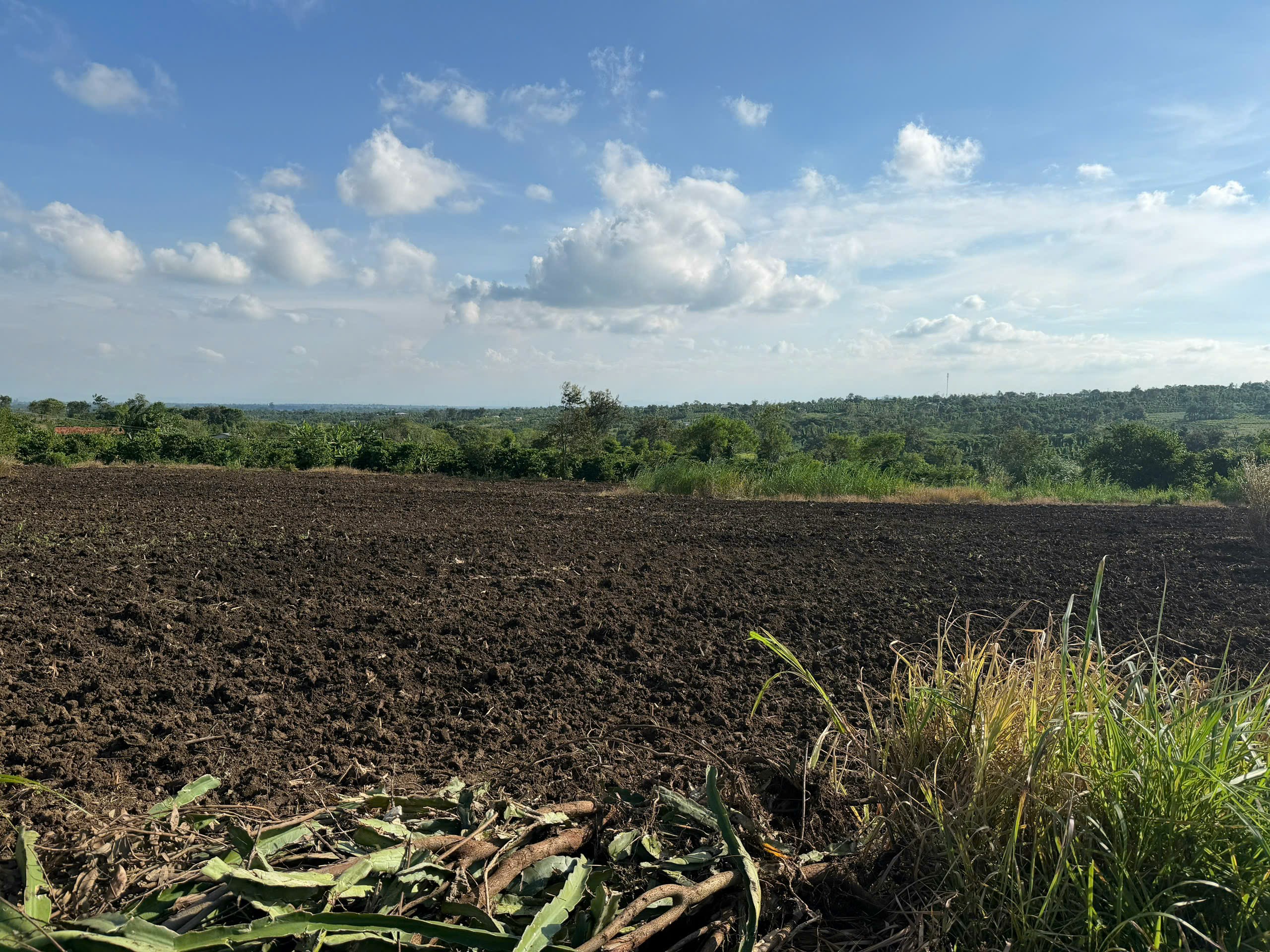 Gần 9300m2 đất full hồng có thể lên thổ cư được chất đất màu mỡ trồng được các loại cây phù hợp farm, trang trại và