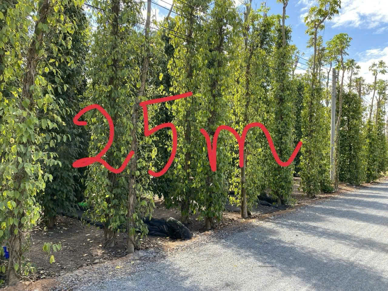 Ngộp bank cần thanh lý gấp chỉ 120tr/m giá chốt khu dân cư hòa hội cách tl329 chỉ 150m