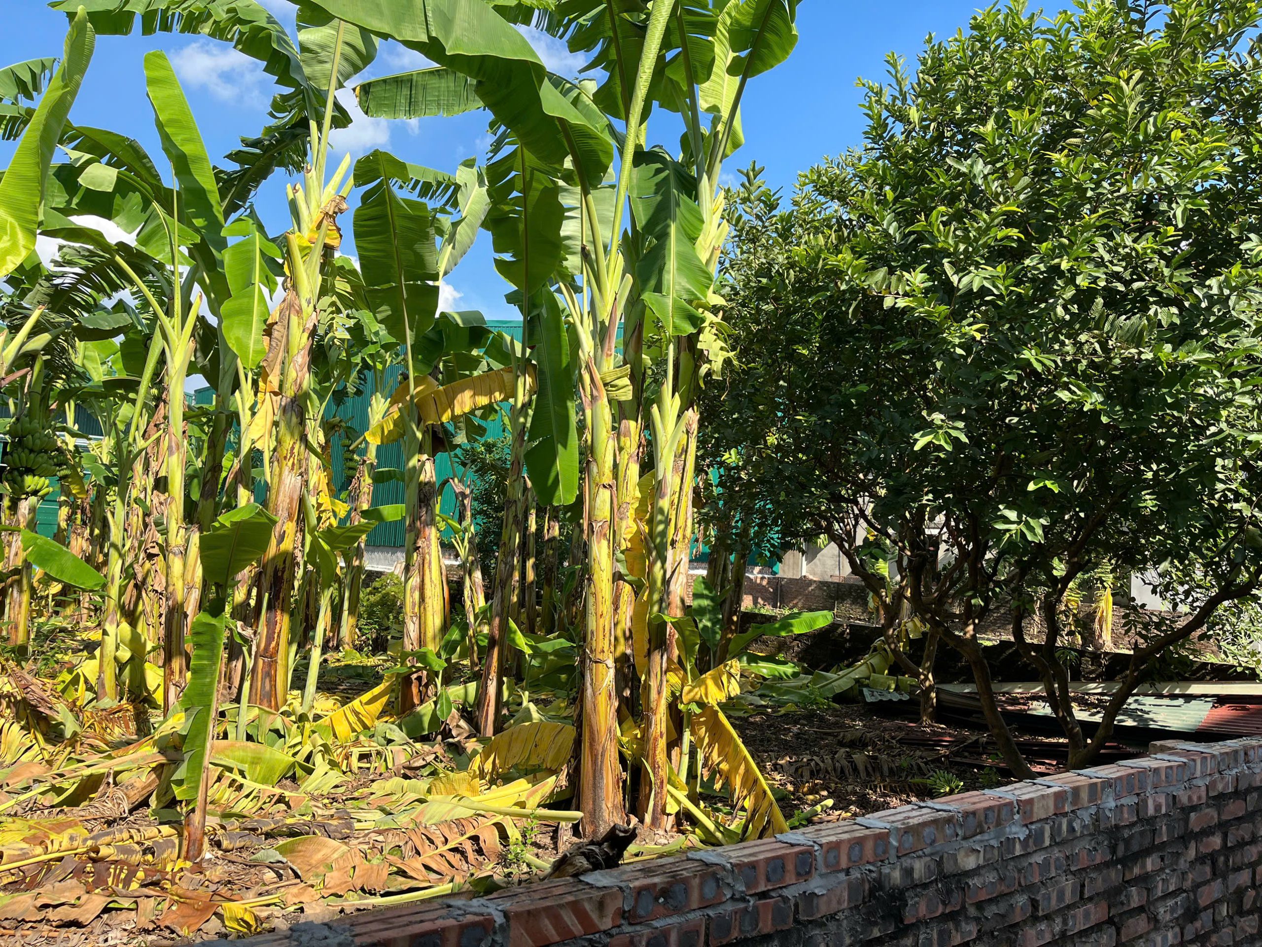 BÁN ĐẤT 3 thoáng MẶT PHỐ, PHÚ VIÊN, BỒ ĐỀ ,LONG BIÊN 110m², MẶT TIỀN 7m – GIÁ 21 TỶ