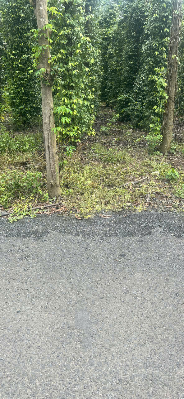 SIÊU PHẨM ĐẤT ĐẸP - Vị trí ĐẮC ĐỊA TẠI : Hòa Hội - Xuyên Mộc- Tỉnh Bà Rịa Vũng Tàu