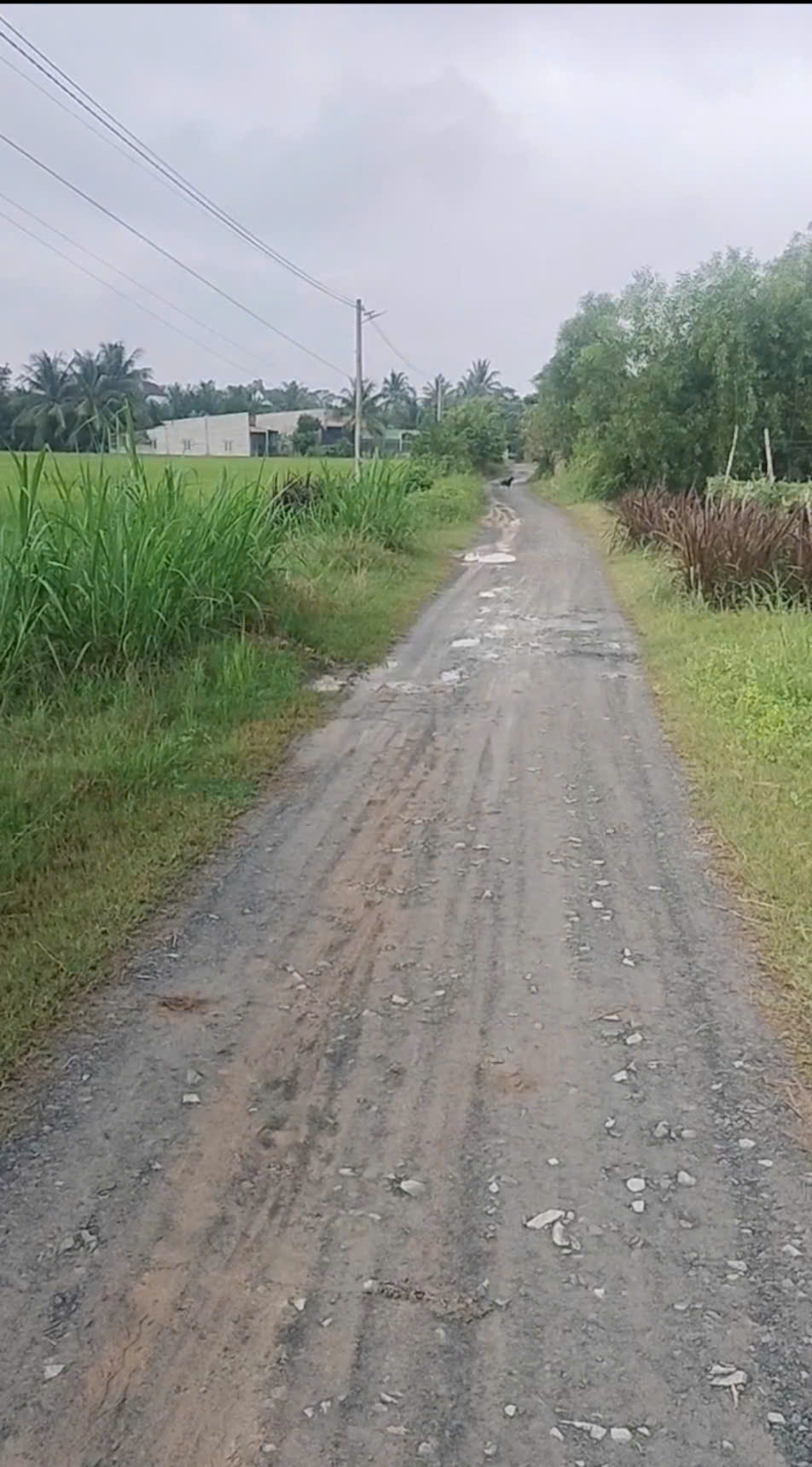 CHỦ CẦN BÁN LÔ ĐẤT ĐẸP - Vị trí ĐẮC ĐỊA TẠI : Mỹ Thạnh Đông - Đức Huệ - Long An( cũ)