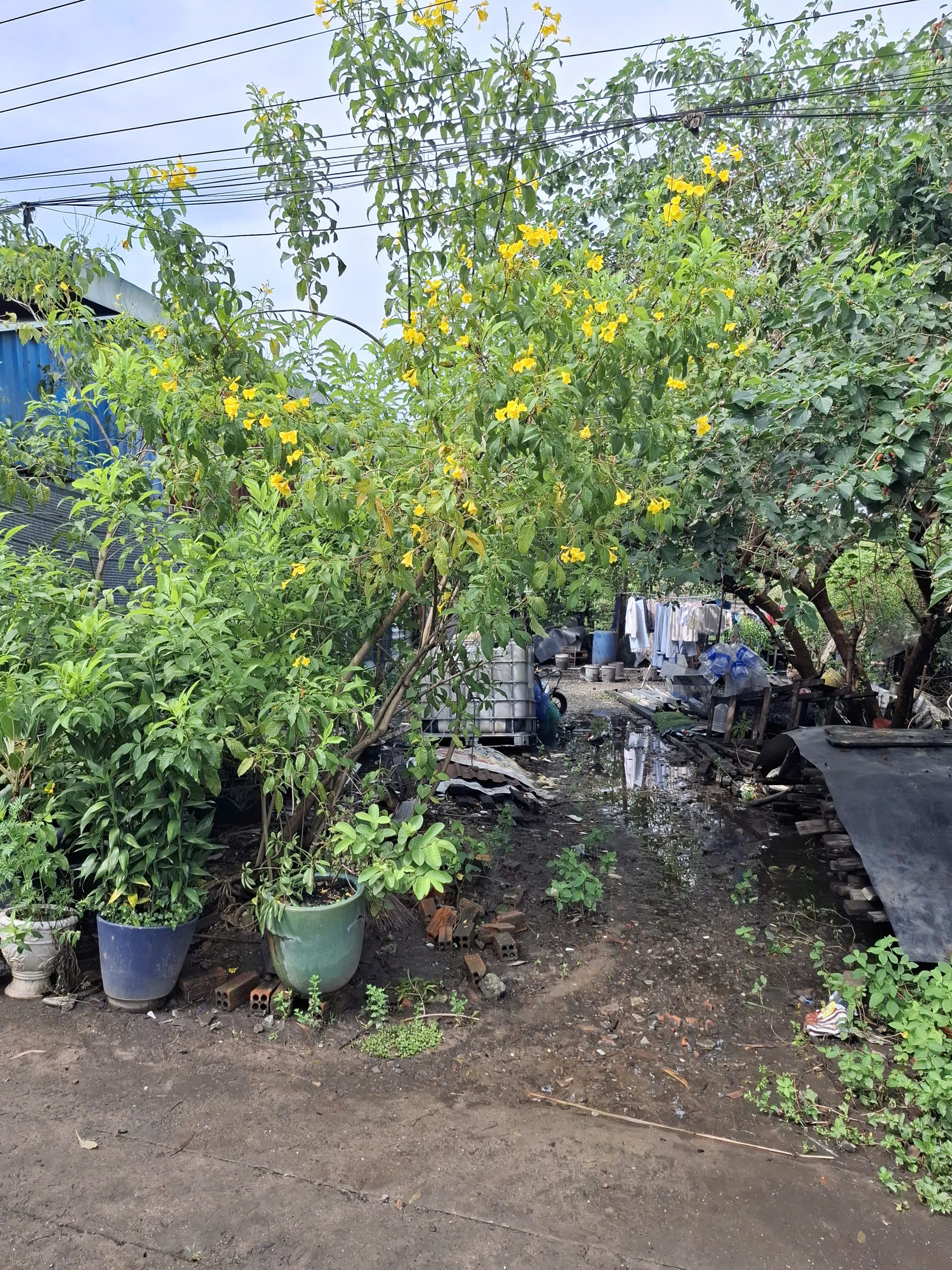 Bán đất hẻm ô tô đường 4 Trường Thọ Thủ Đức giá 6,85 tỷ