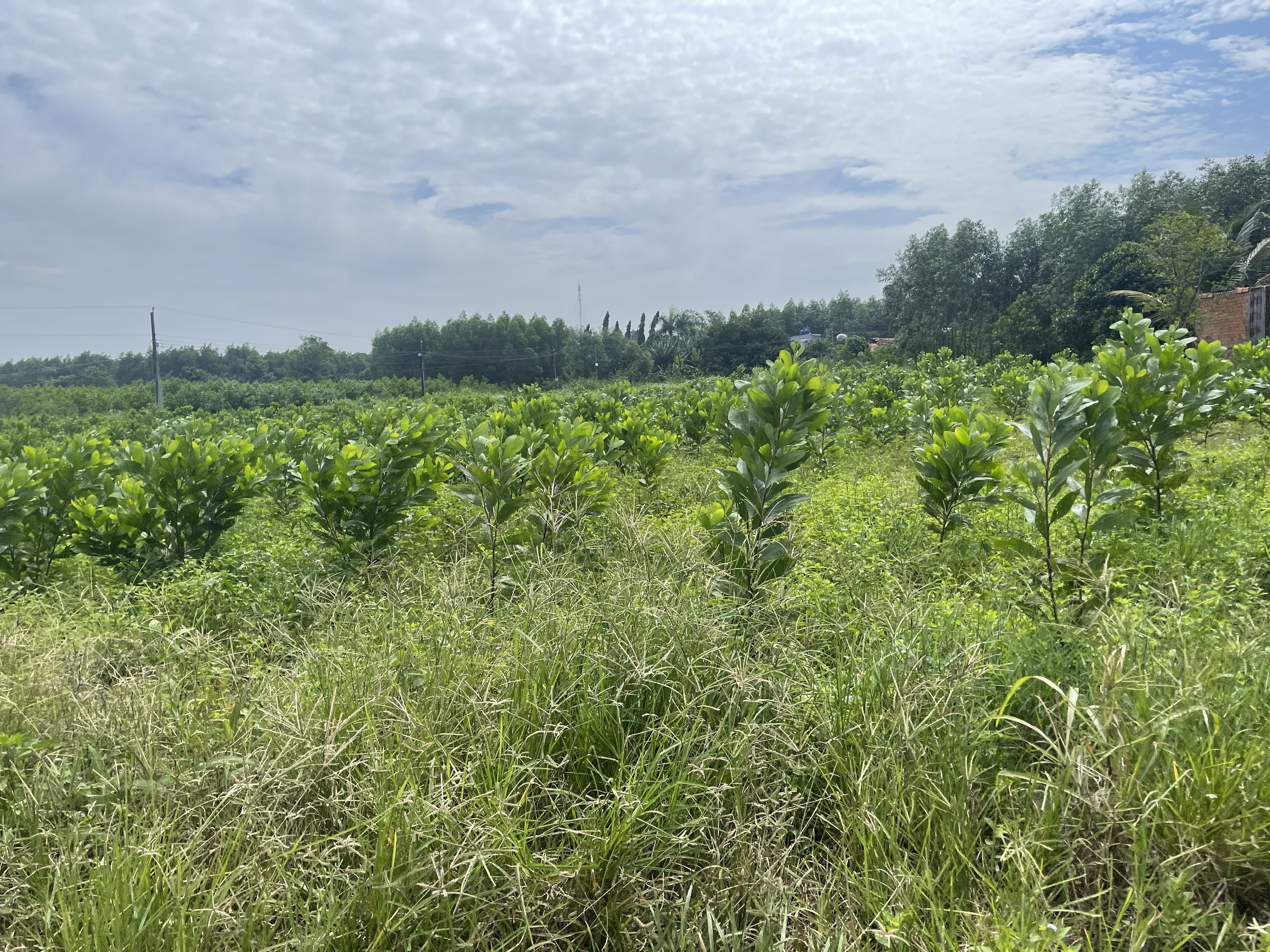 Bán đất SKC 8000m2 xã Hố Nai 3, Trảng Bom, Đồng Nai 16T