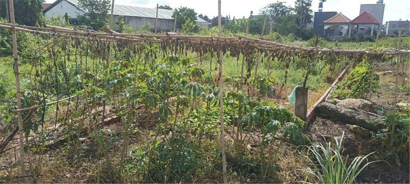 ĐẤT CHÍNH CHỦ - MẶT TIỀN Ấp Rừng Dầu, Xã Mỹ Hạnh Bắc, Huyện Đức Hòa, Long An