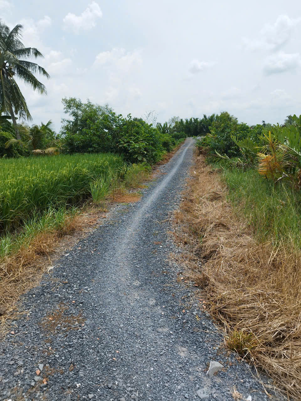 Bán nhà cấp 4 ,tổng dt 328m2 ( đất lúa ) xã Tân Bửu, Bến Lức giá 1,2 tỷ