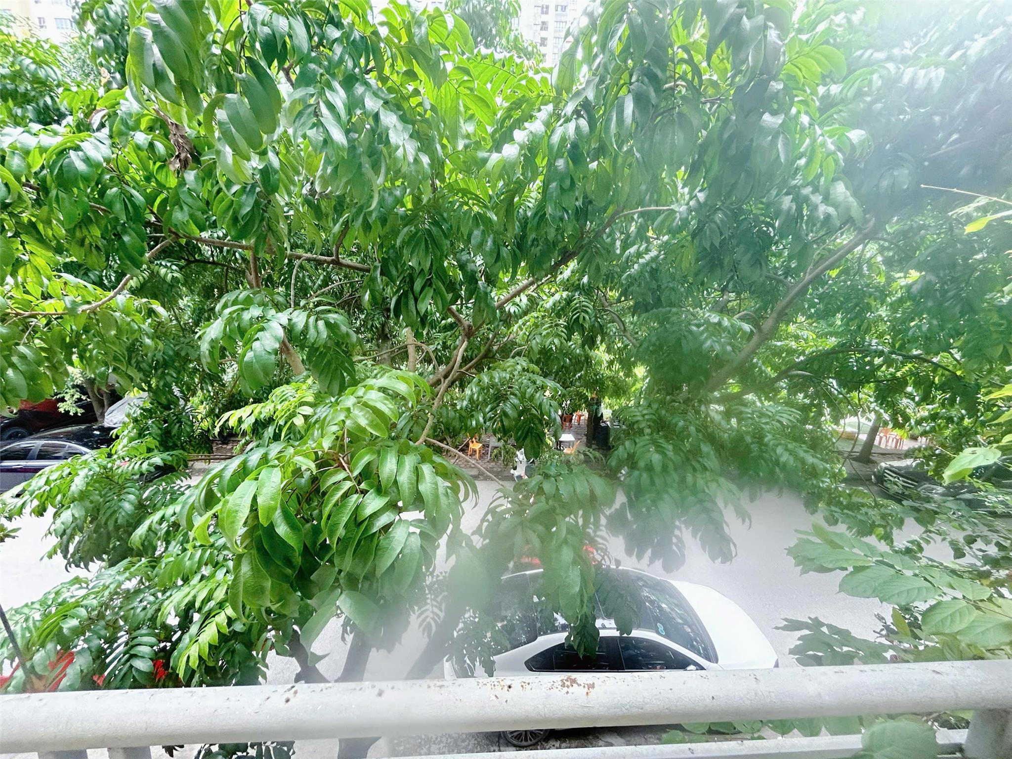 Cho thuê nhà mặt phố 27 Liền kề 6a Làng Việt Kiều Châu Âu Euroland, 5,5 triệu, 30m2