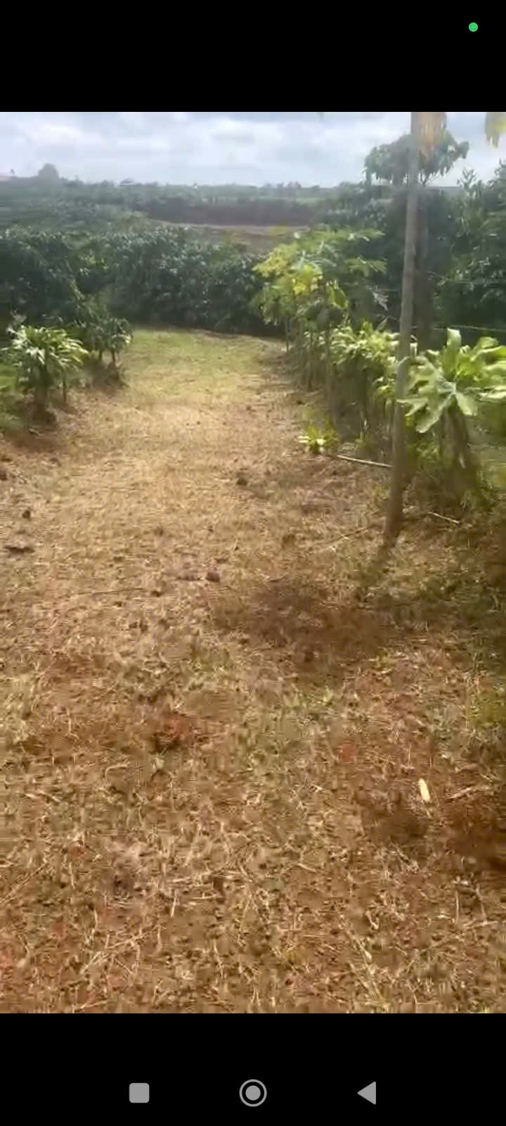 ĐẤT ĐẸP – GIÁ TỐT – CHÍNH CHỦ CẦN BÁN NHANH LÔ ĐẤT TẠI thôn 5 ,Tân Lâm, Di Linh, Lâm Đồng