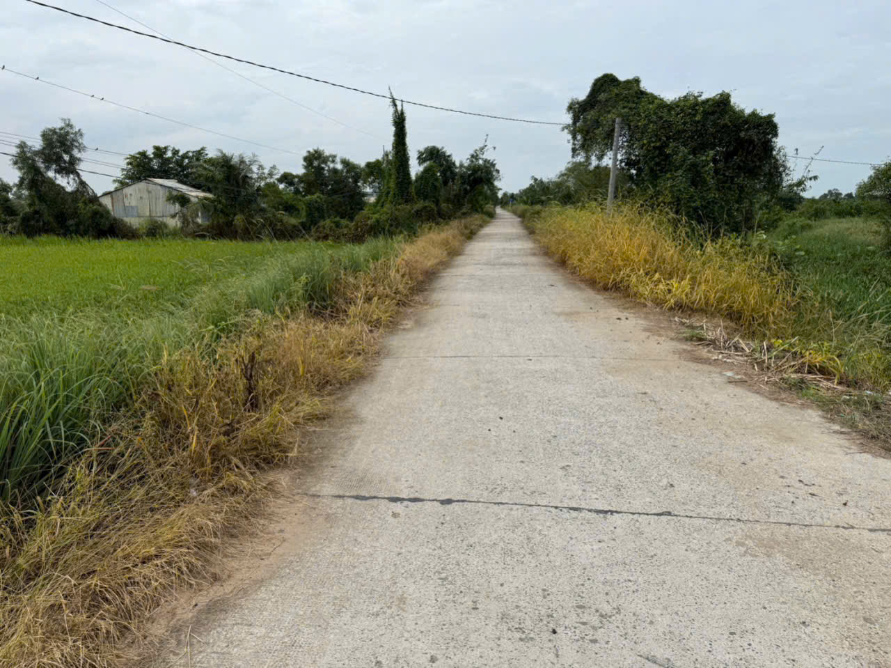 Bán đất thổ + vườn mặt tiền kênh ở xã Tân Hòa, Bến Lức tdt 1297m2 ( có 1200m2 thổ) giá 1,3 tỷ