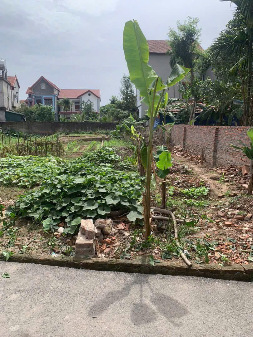 BÁN LÔ ĐẤT ĐẸP – THÔN ĐAN THƯỢNG, XÃ TÂN PHÚ (CŨ) – NAY LÀ XÃ VĨNH THÀNH, PHÚ THỌ