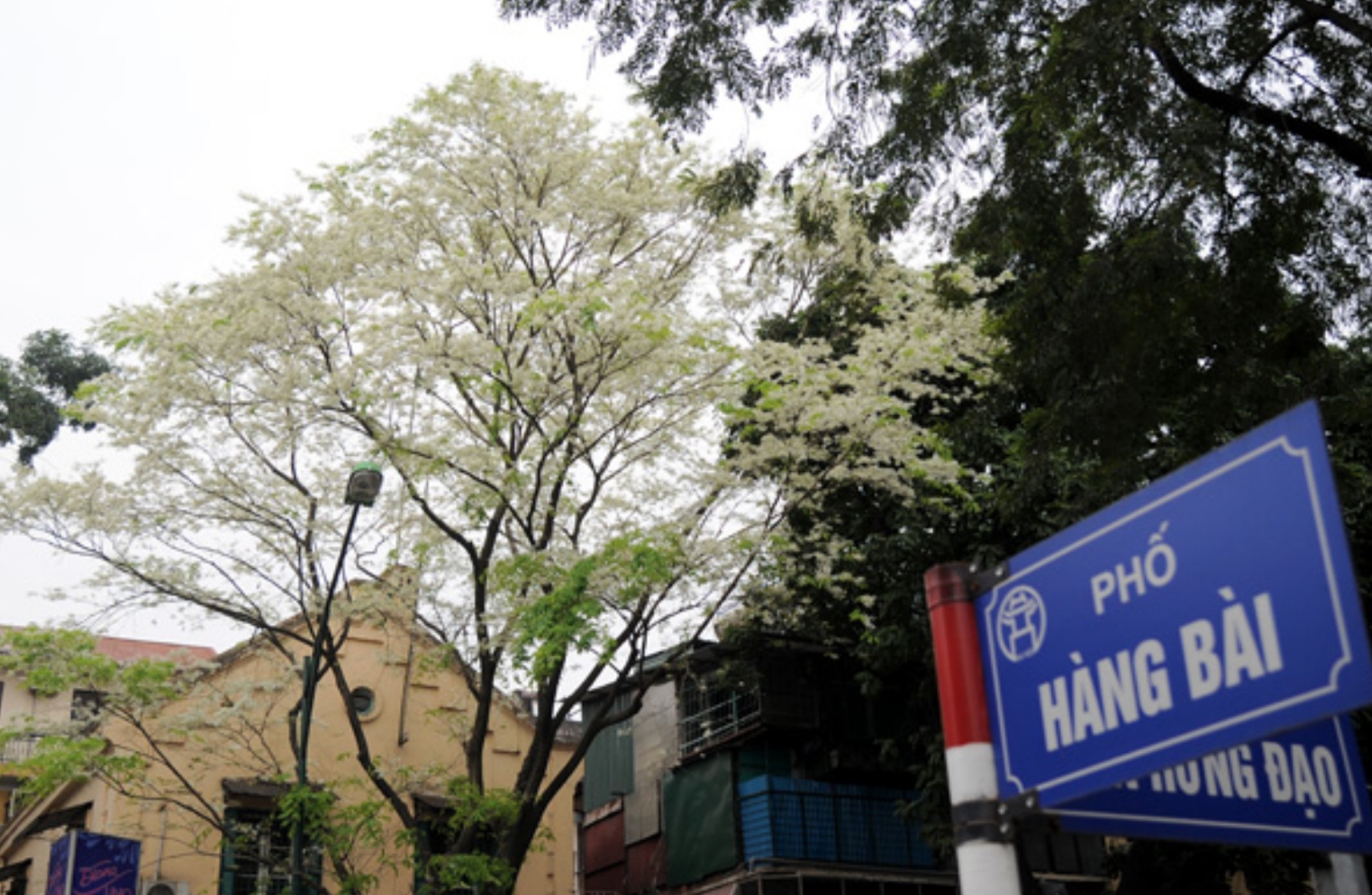 Phố Hàng Bài – biểu tượng của trung tâm Hà Nội, nơi giá trị bất động sản luôn tăng trưởng bền vững.