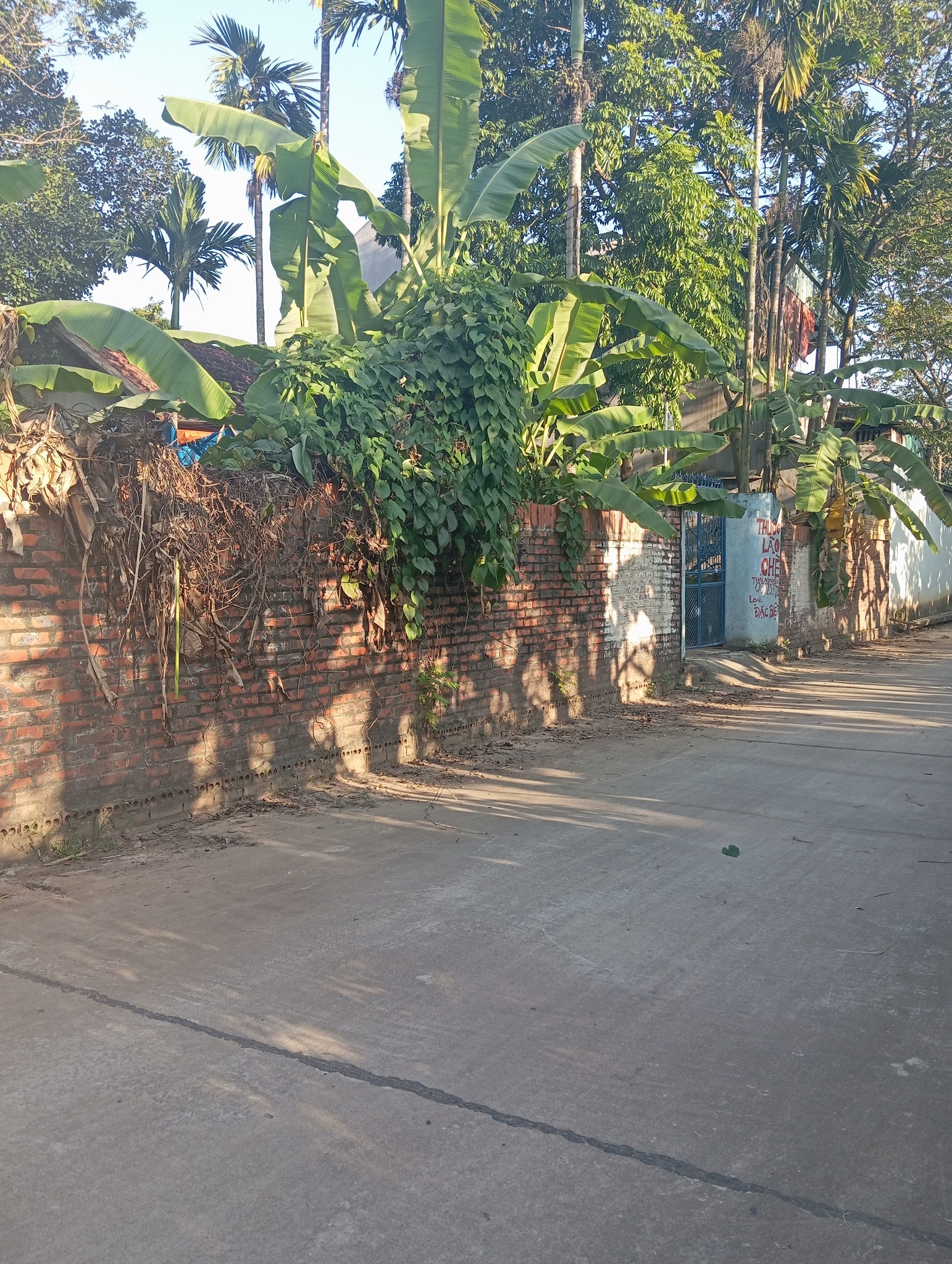 Bán lô đất 300m2 ( mặt tiền 21m)Thuộc Thôn Táo – Thổ Tang – Phú Thọ.