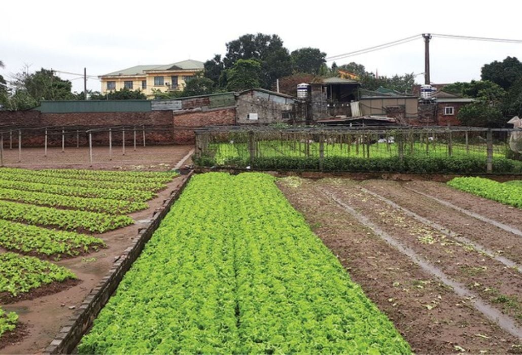 Bán Đất Nông Nghiệp Sài Sơn - Quốc Oai - DT 256m2 - MT 7m - Đường Ô Tô Vào- Gần Đường QH 40m.