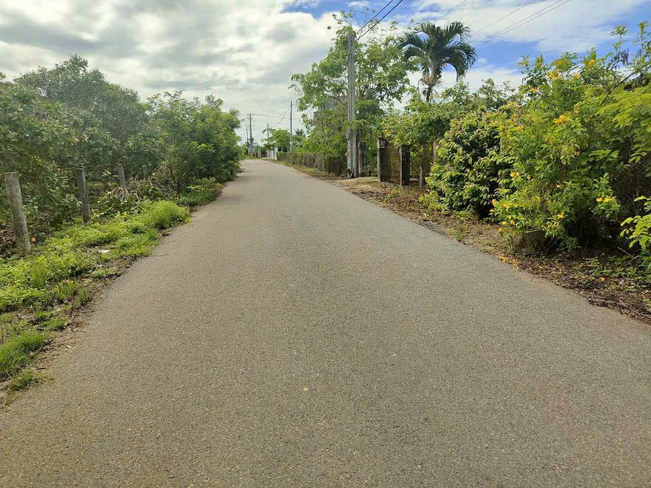 Bông trang 20m mt nhựa 100tc giá 130tr/ m tl