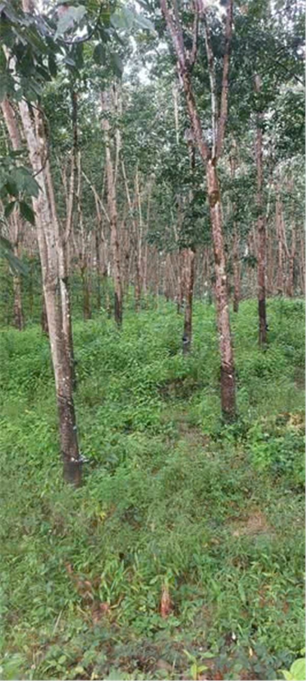 ĐẤT ĐẸP – GIÁ ĐẦU TƯ - CẦN BÁN LÔ ĐẤT tại Thọ Sơn, Bù Đăng, Bình Phước