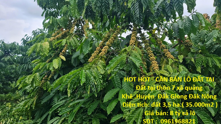 HOT HOT - CẦN BÁN LÔ ĐẤT TẠI Đất tại thôn 7 xã quảng Khê .Huyện Đăk Glong Đăk Nông
