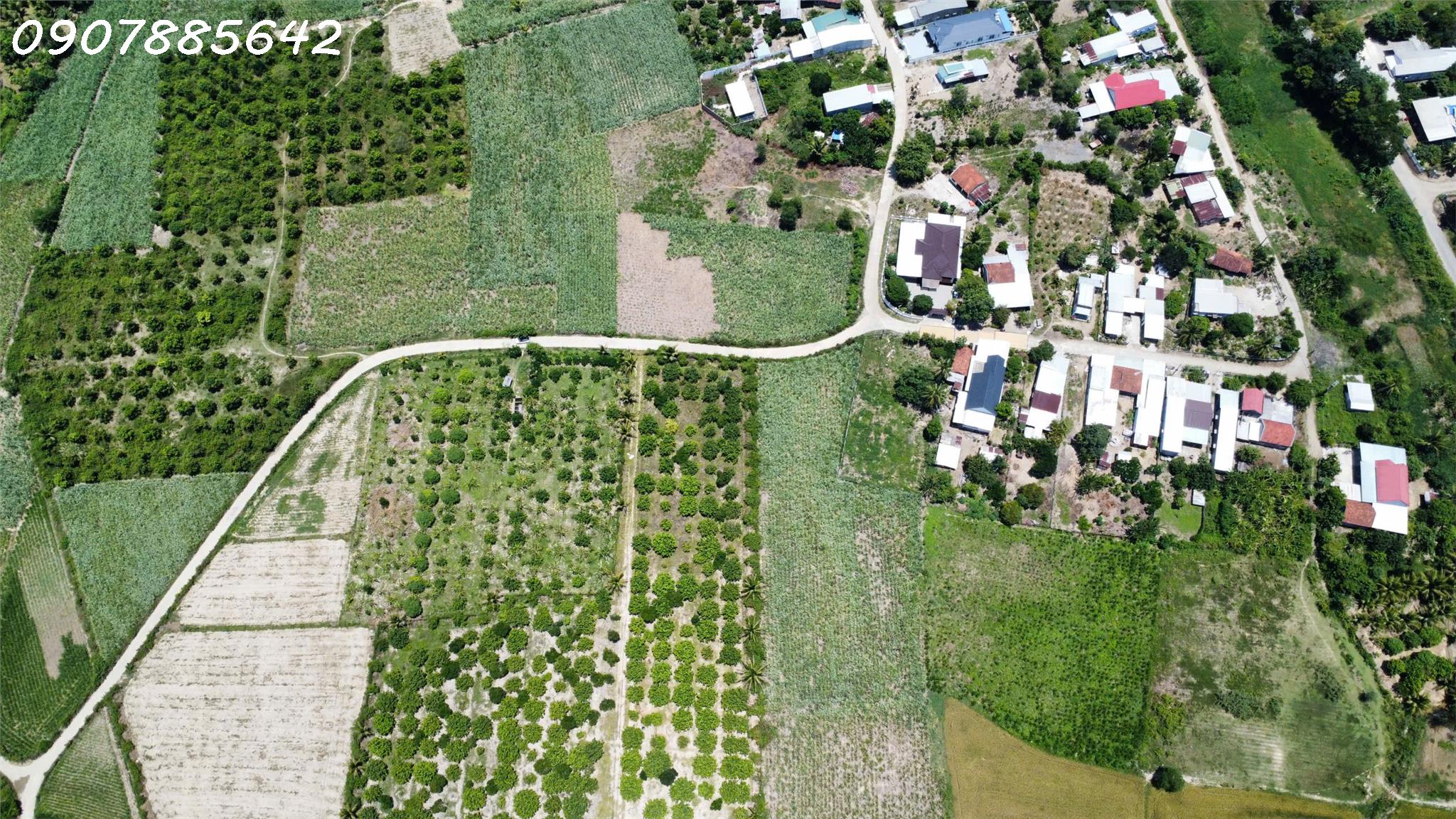 BÁN ĐẤT NÔNG NGHIỆP TẠI NHA TRANG KHÁNH HOÀ