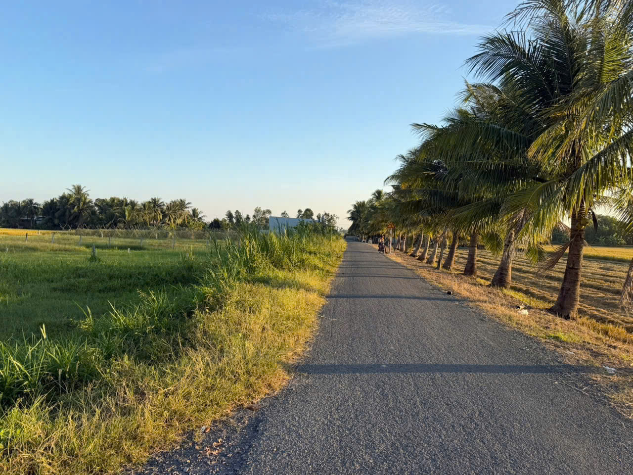 Bán đất lúa vuông vức đường rộng ở xã Mỹ Thạnh Đông , Đức Huệ tdt 1042m2 giá chốt 1,5 tỷ