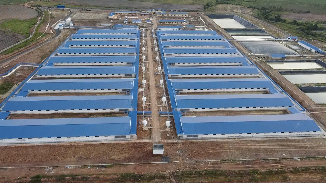 Bán Trang trại heo 26 Ha 18.000 heo thịt, Đang cho thuê 1.1 tỷ/tháng Chư Prông, Gia Lai.