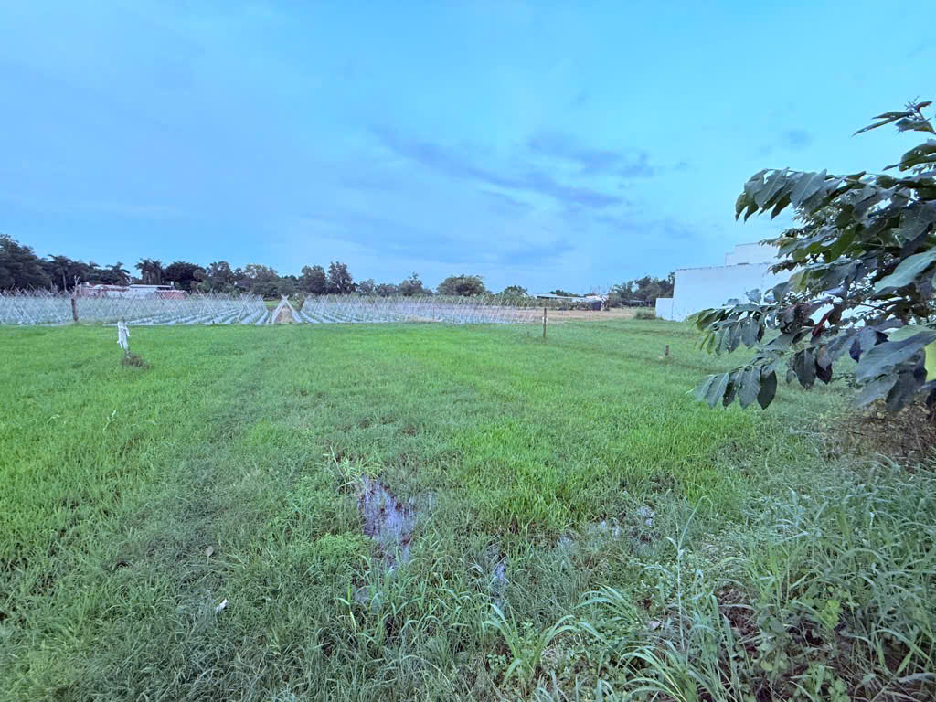 Giá RẺ QUÁ 500m2 đường container chạy vi vu gần QL 22 Củ Chi ngang 16.5m tiện xây BT vườn nhỉnh 5 tỷ.