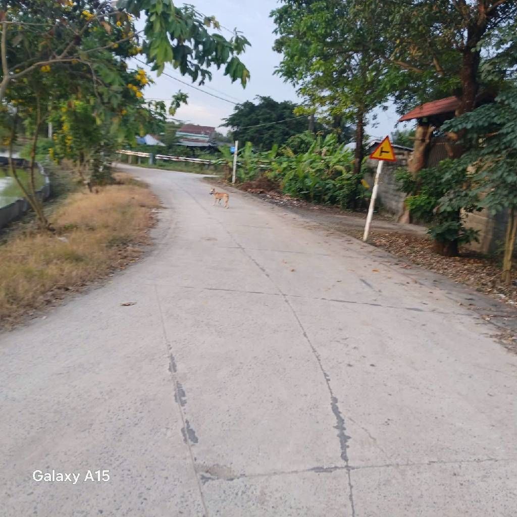 Bán Gấp 2ha Đất CLN, Tân Phú Trung . Củ Chi,Nguyễn Thị Lắng. Giá 48 tỷ.