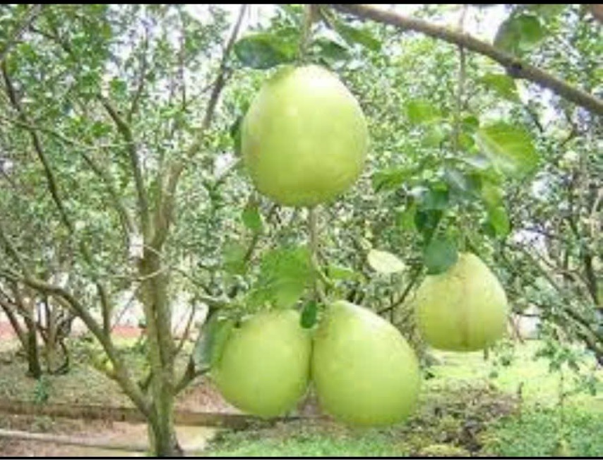 BÁN ĐẤT THỔ CƯ XÃ TRỪ VĂN THỐ – GẦN QL13 – GIÁ TỐT