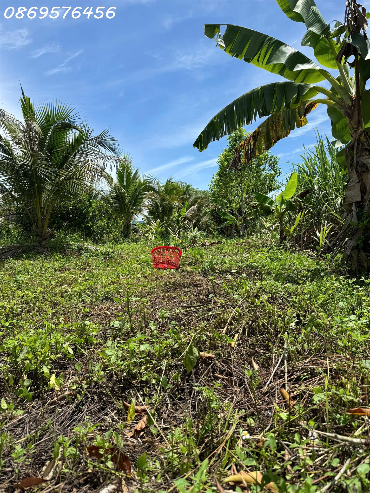 BÁN ĐẤT RÃY TẠI DIÊN KHÁNH KHÁNH HOÀ